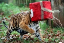 非洲虎吃瓜视频,西瓜大餐大揭秘