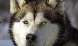 二哈搞笑吃瓜,笑料横飞！