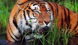 非洲虎吃瓜视频,西瓜大餐大揭秘