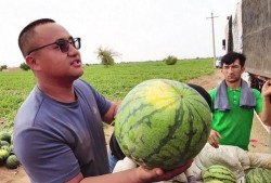 陈凯吃瓜,揭秘娱乐圈幕后真相