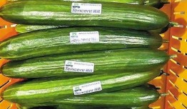 台州小瓜怎么吃,解锁美味新体验