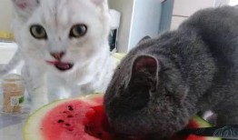 白猫吃瓜