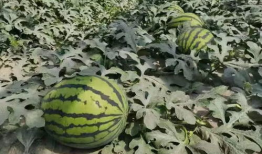 寿光有瓜可吃,有瓜可吃，尽享丰收盛宴