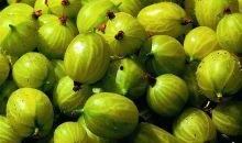 椿子吃瓜不吐皮,探索独特饮食文化