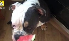 吃瓜狗阳台,揭秘宠物视角下的都市生活