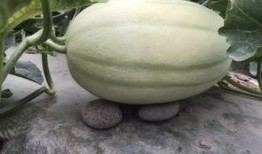 吃瓜世间,揭秘娱乐圈背后的故事与真相