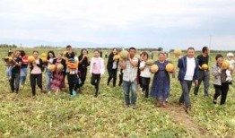 内地吃老汉瓜,老汉瓜的独特风味与传承故事