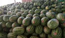 吃瓜品瓜,揭秘娱乐圈的甜蜜与苦涩