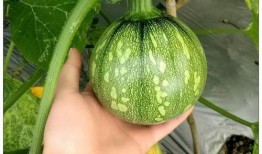 台州小瓜怎么吃,解锁美味新体验