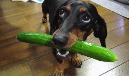 吃瓜狗阳台,揭秘宠物视角下的都市生活