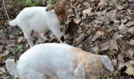 吃蜜瓜的小羊图片,小羊品尝蜜瓜的欢乐时光