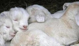 吃蜜瓜的小羊图片,小羊品尝蜜瓜的欢乐时光