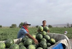 正西吃瓜,揭秘瓜果美食的传奇之旅