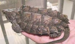 鳄龟圈吃瓜,揭秘吃瓜背后的真相与争议