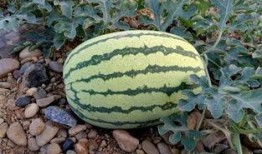 正西吃瓜,揭秘瓜果美食的传奇之旅