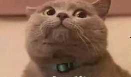 猫猫吃瓜表情包,揭秘猫咪的幽默时刻